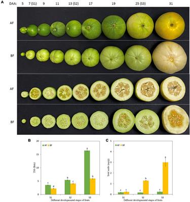 Identification of Key Gene Networks Controlling Soluble Sugar and Organic Acid Metabolism During Oriental Melon Fruit Development by Integrated Analysis of Metabolic and Transcriptomic Analyses